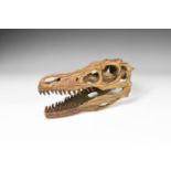 Velociraptor Skull Replica.