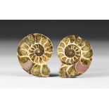 Cut and Polished Fossil Ammonite Pair