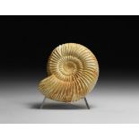 Perisphinctes Fossil Ammonite