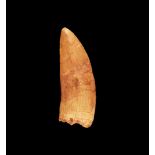 Natural History - African 'T-Rex' Dinosaur Tooth