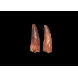 Spinosaurus Dinosaur Tooth Group