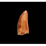 Natural History - African 'T-Rex' Dinosaur Tooth