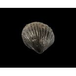 Roman Venus Scallop Shell