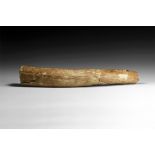 Natural History - Large Woolly Mammoth Tusk