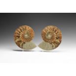 Large Cut & Polished Fossil Ammonite