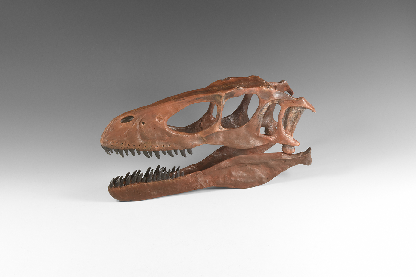 Natural History - Deinonychus Dinosaur Skull Replica