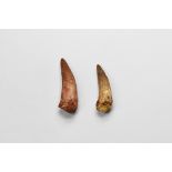 Natural History - Plesiosaur Tooth Group