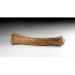 Natural History - Woolly Rhinoceros Leg Bone