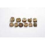 Natural History - Fossil Shark Vertebrae Group