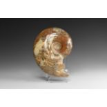 Natural History - Large Polished Ammonite
