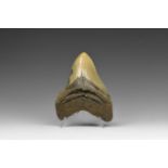 Natural History - Megalodon Shark Tooth