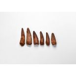 Natural History - Spinosaurus Dinosaur Tooth Group