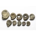 Natural History - Pyrite Ammonite Group