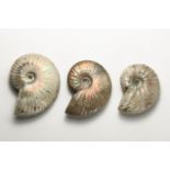 Iridescent Rainbow-Shell Ammonite Group