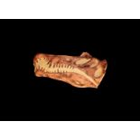 Adult Spinosaurus Dinosaur Skull Replica