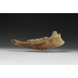 Natural History - Bison Jaw