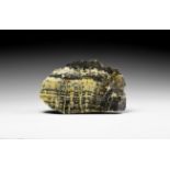 Polished Asperda Ashburtonia Stromatolite