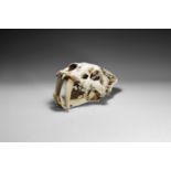 Natural History - Sabre-Toothed Cat Skull Replica