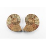 Natural History - Madagascar Sliced Ammonite Pair