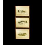 Works of Art Fish Engravings Group