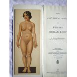 PHILIPS' ANATOMICAL MODEL OF THE FEMALE Body and HUMAN BODY 2 Volumes by William S. Furneaux