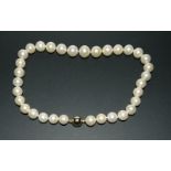 Fine row of a large freshwater pearl necklace with gold ball clasp