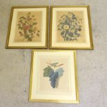 3 x Framed botanical watercolours 78 x 62cm