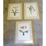 three ltd edition botanical prints