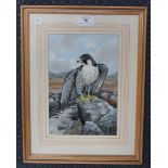 Kenneth J. Wood - Peregrine Falcon, 20th century watercolour with gouache, signed, 24cm x 16cm.