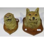 A group of early 20th century taxidermy, comprising a stuffed fox's head, the oak plaque marked 'S.