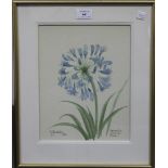 John Skelton - 'Agapanthus, African Lily, Liliaceae', watercolour, signed, titled and dated 1988,