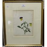 British School - 'Viola Tricolor, Heartsease, or Wild Pansy' (Botanical Study), watercolour, dated