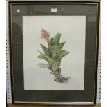 Kathleen Russell - 'Aechmea Fasciata' (Botanical Study), 20th century watercolour, signed and