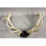 A pair of large early 20th century red deer antlers, mounted on an ebonized wall plate, width 117cm.