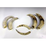 A group of six warthog tusks of various sizes. Buyer’s Premium 29.4% (including VAT @ 20%) of the