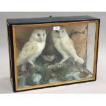A late 19th century taxidermy specimen group of two barn owls, set within a glazed case, height