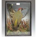 An early 20th century taxidermy specimen of a green woodpecker, mounted upon a tree branch and set