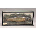 A late 19th/early 20th century taxidermy specimen of a brown trout, set within a glazed case, the