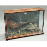 A late 19th century taxidermy specimen group of a cock and hen pheasant with chicks, mounted