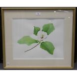 Andie Armstrong - 'Magnolia x Watsonii' (Botanical Study), watercolour, signed and titled, 34cm x