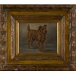 George Earl - Study of a Terrier, oil on canvas, signed, 18cm x 23.5cm, within a carved gilt frame.