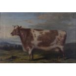 British Primitive School - Studies of Prize Cattle, two oils on canvas, 44.5cm x 67cm and 44.5cm x