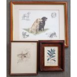 3 framed & glazed prints comprising Botanical, Labradors & Ltd Edition rural scene.