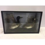 A cased taxidermy of a pair of ducks.