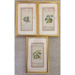 3 vintage Persian watercolours of fruits.