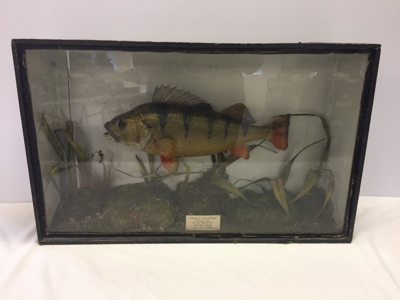 A cased taxidermy of a Perch, preserved by H.F.Ashton, Norwich.