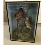 A large cased taxidermy of male & female pheasants.