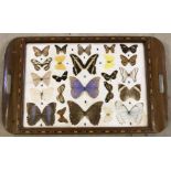 A vintage wooden inlaid tray set with butterflies and beetles under glass.