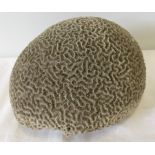 A vintage brain coral.