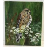 Acrylic on canvas of a Kestrel.